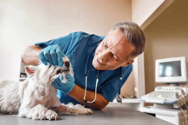 Best Same-Day Emergency Dental Services in Yoakum, TX